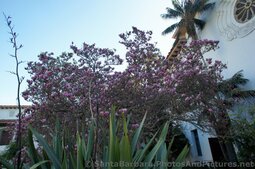 Tree with Pink Purple Flowers at the Santa Barbara County Courthouse grounds.jpg