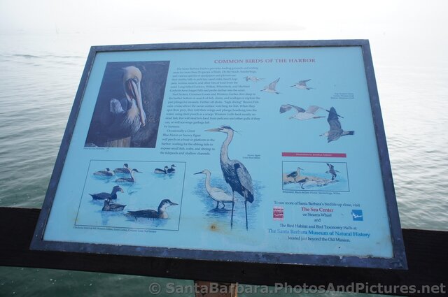 Common Birds of the Harbor info poster at Stearns Wharf.jpg