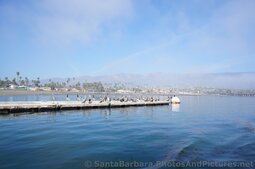Herons on a Pier in Santa Barbara with beach in the distance.jpg