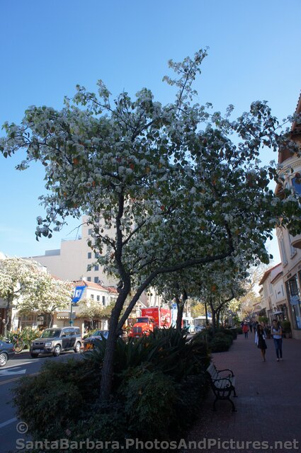 Tree with White Flowers on State St in Santa Barbara.jpg