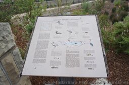Mission Creek Estuary Birds Info Poster in Santa Barbara.jpg